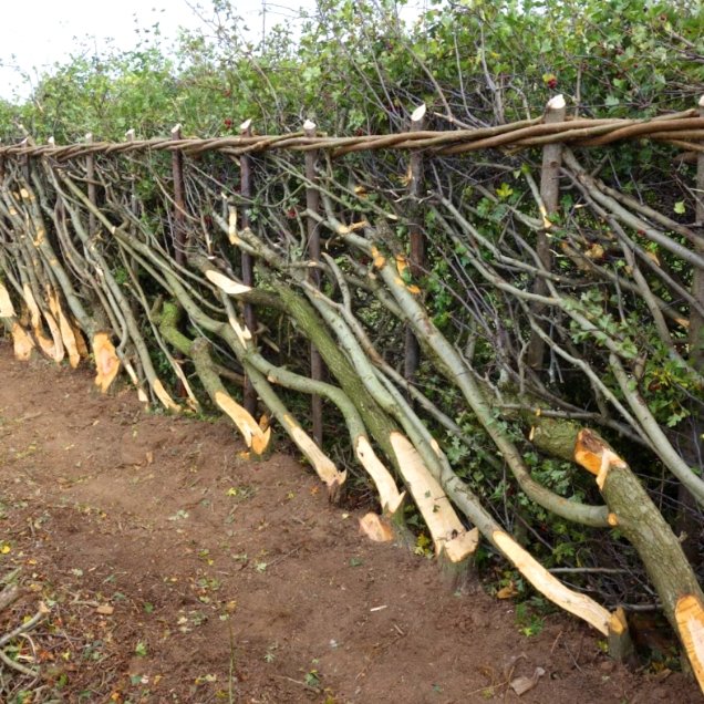 hedge